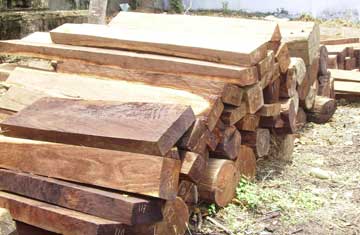 Một số loại gỗ tự nhiên